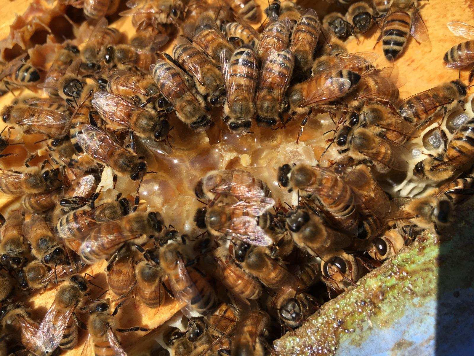 bees drinking nectar in hive