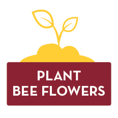 Plant Bee Flowers