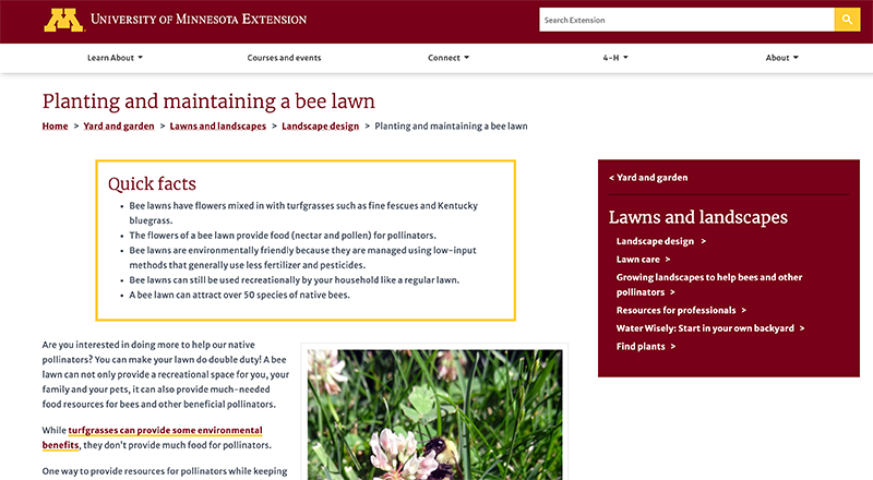 Planting and maintaining a bee lawn