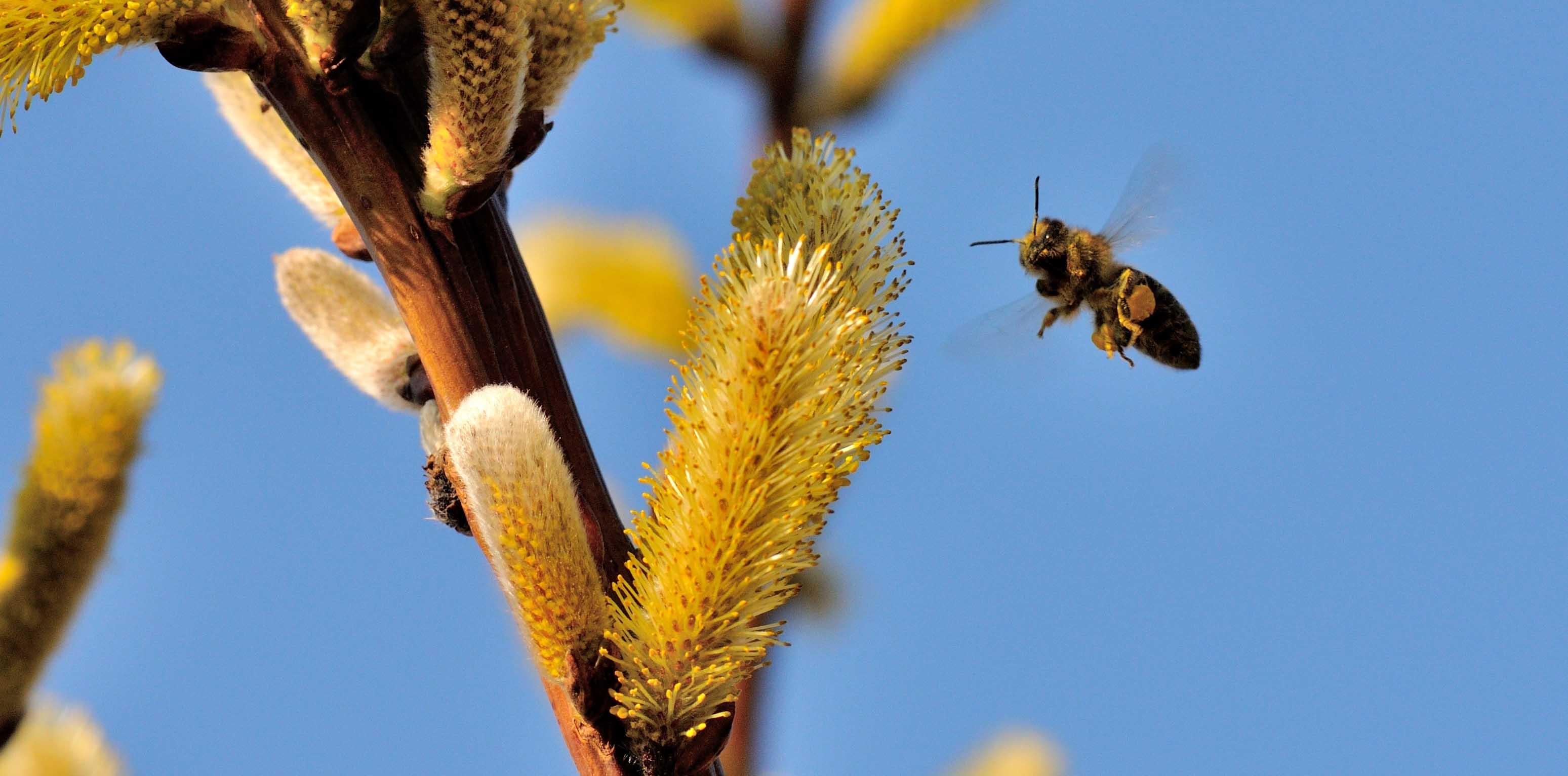 selective-focus-shot-bee-approaching-pollen-willow-catkin.jpeg