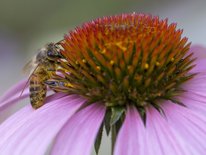 honey bee on a coneflower