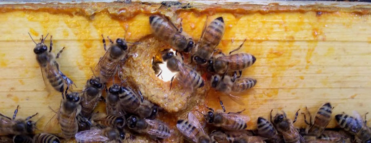 Beekeepers Naturals -  Propolis, Bee propolis, Bee keeping