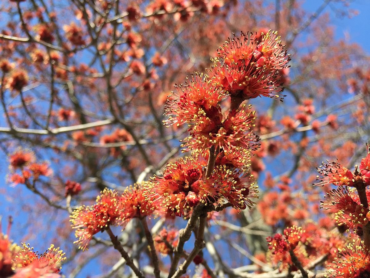 maple tree bloom