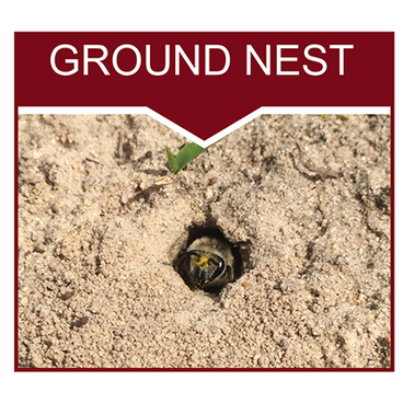 Bee ground nest