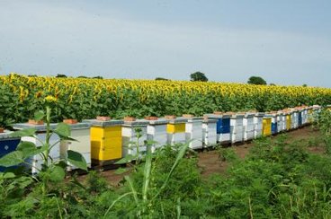 Hives by sunflower field