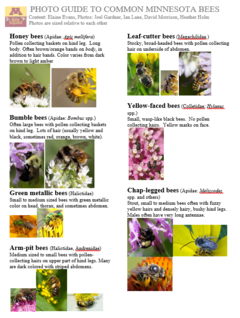 photo guide to common Minnesota bees