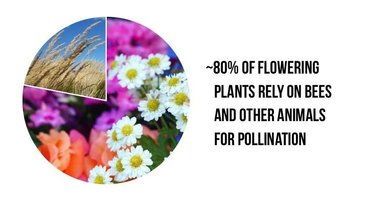 80% of flowering plants rely on bees and other animals for pollination.