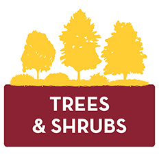 trees and shrubs