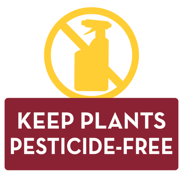 keep plants pesticide free